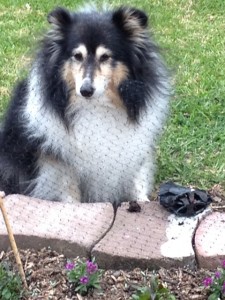 sheepish dog web